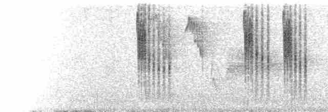  - Long-tailed Tit (caudatus)