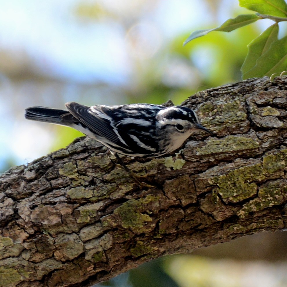 Black-and-white Warbler - ML541095761