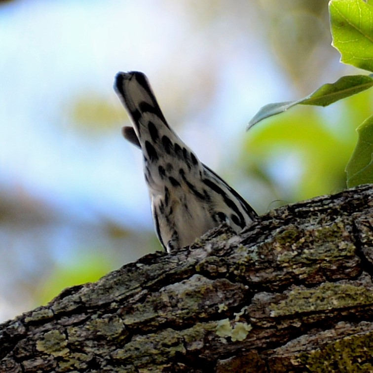 Black-and-white Warbler - ML541095771