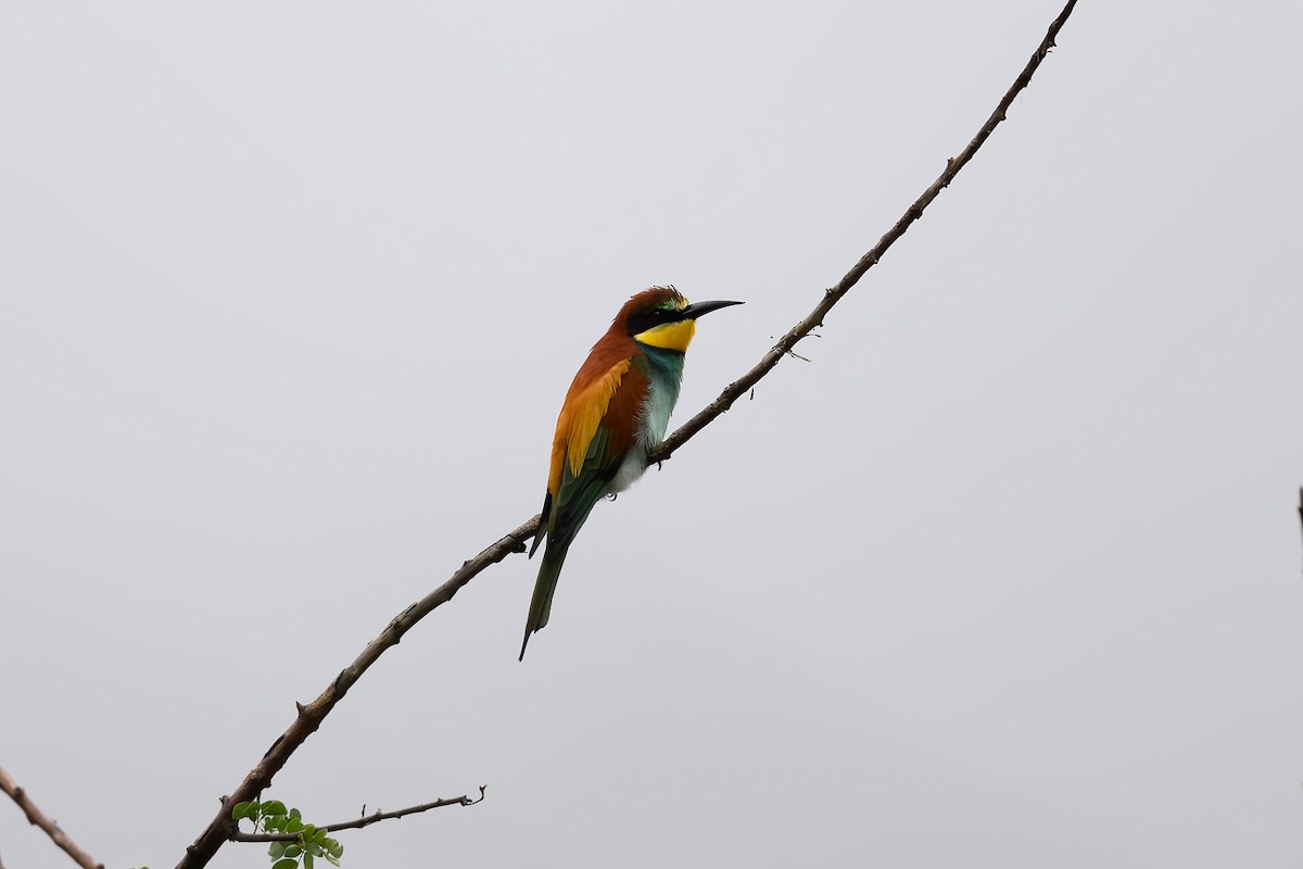 European Bee-eater - ML541096831