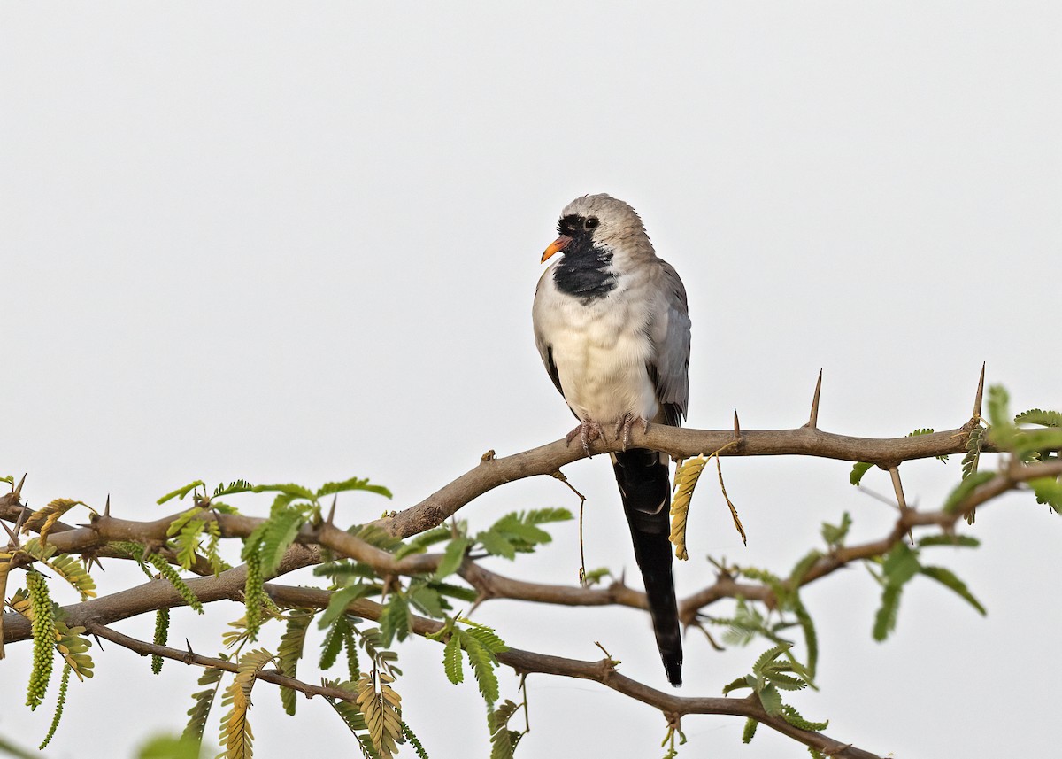 Namaqua Dove - Arpit Bansal