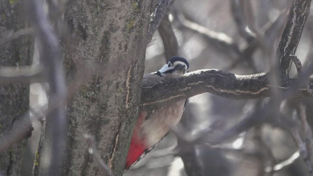 Great Spotted Woodpecker - ML541100771