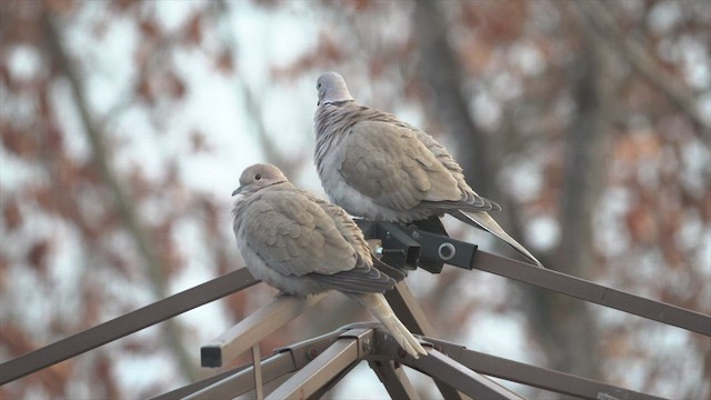 Eurasian Collared-Dove - ML541101721