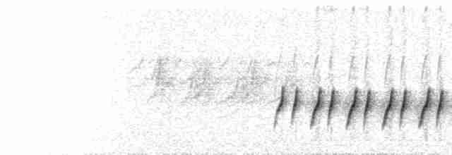  - Eastern Rock Nuthatch