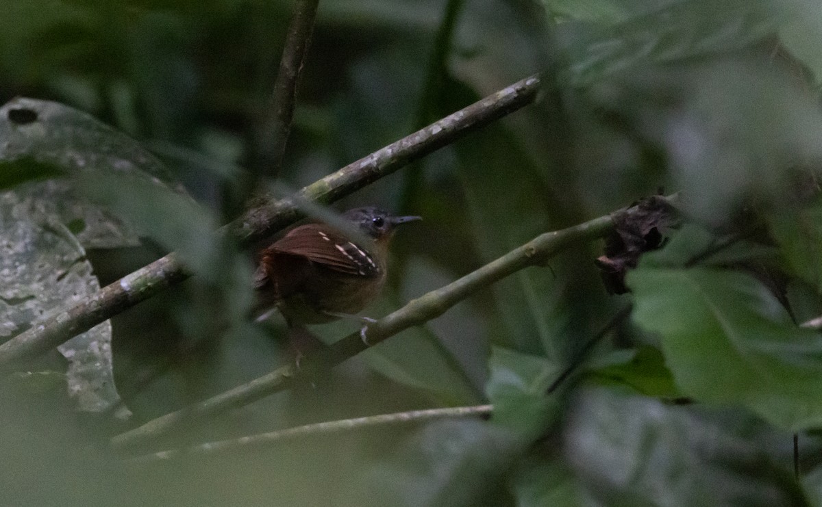 Rotschwanz-Ameisenvogel (hemimelaena) - ML541103431