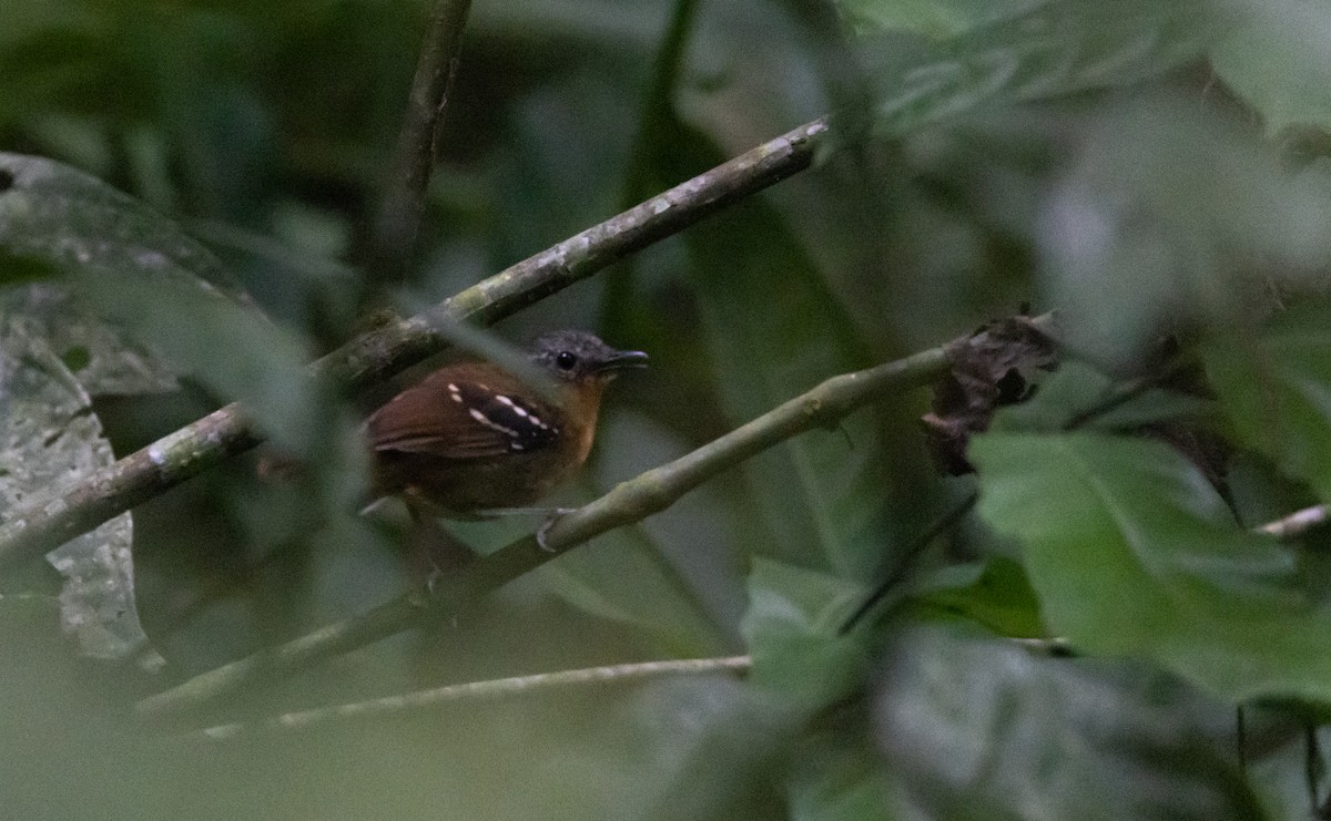 Chestnut-tailed Antbird (hemimelaena) - ML541103441