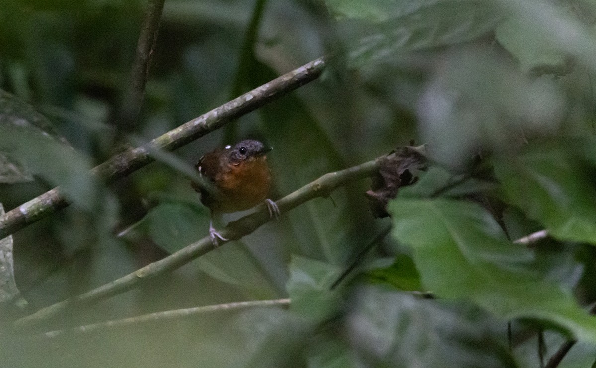 Chestnut-tailed Antbird (hemimelaena) - ML541103451