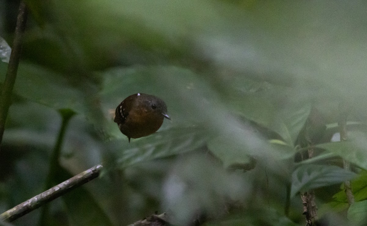 Chestnut-tailed Antbird (hemimelaena) - ML541103461