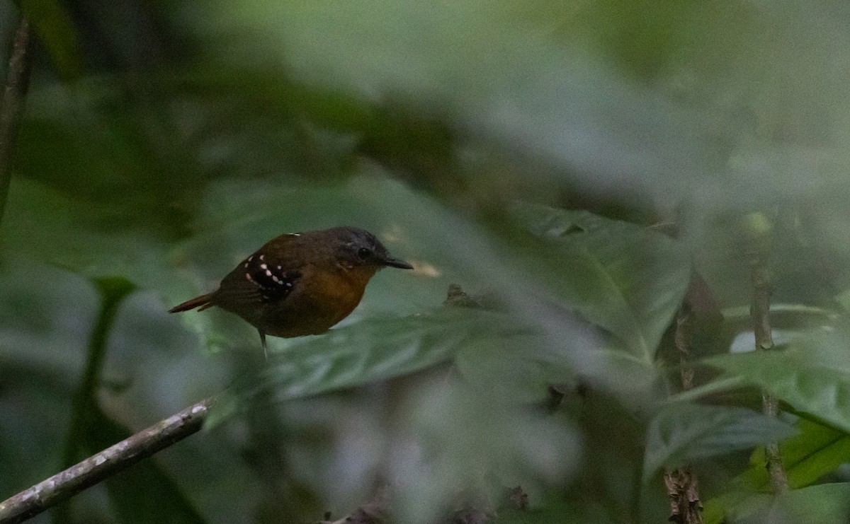 Chestnut-tailed Antbird (hemimelaena) - ML541103481