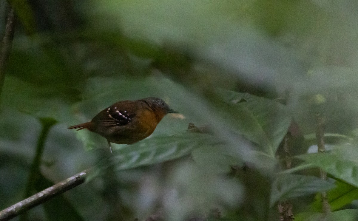Chestnut-tailed Antbird (hemimelaena) - ML541103491