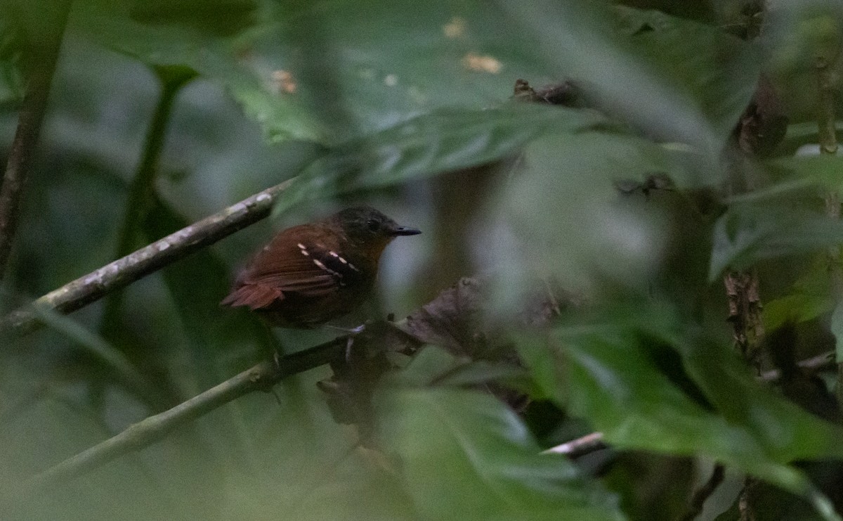 Chestnut-tailed Antbird (hemimelaena) - Jay McGowan