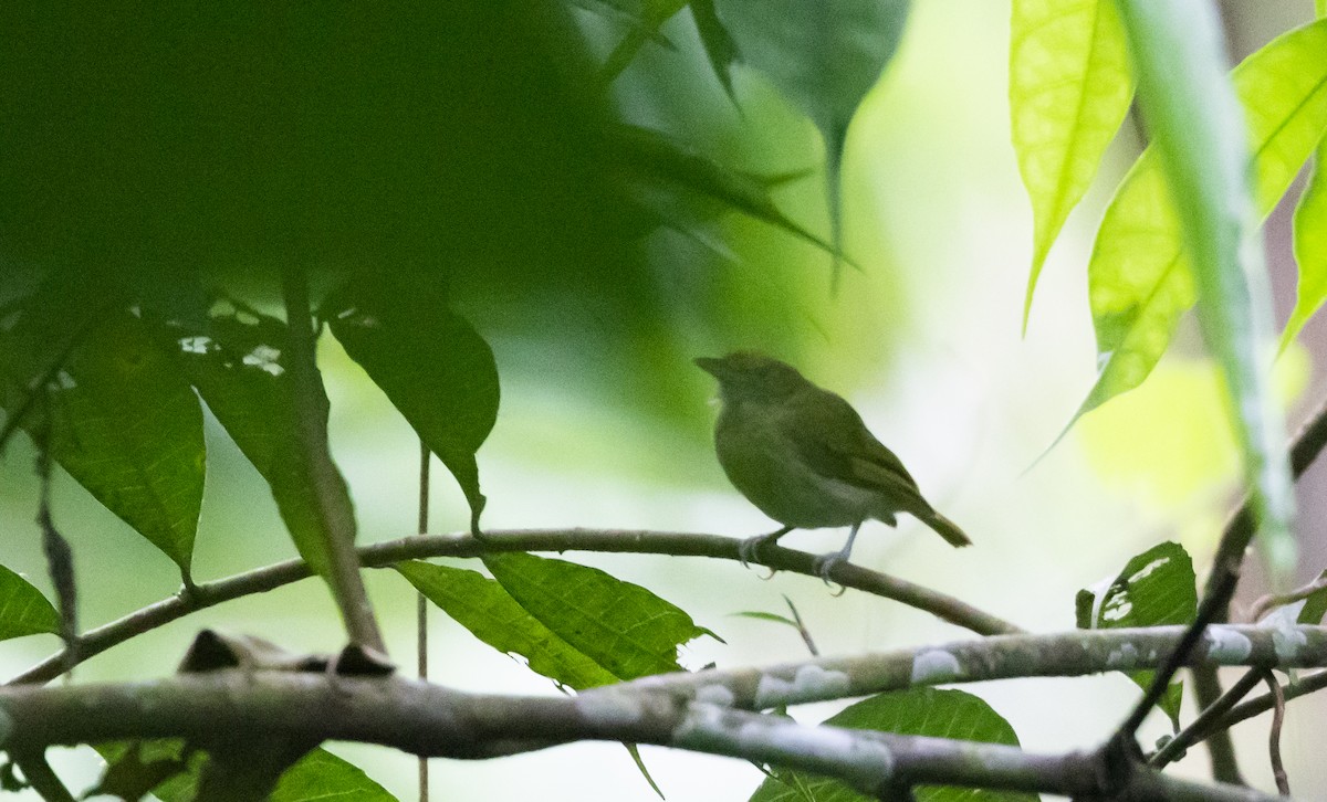 Tawny-crowned Greenlet (Rufous-fronted) - ML541104951