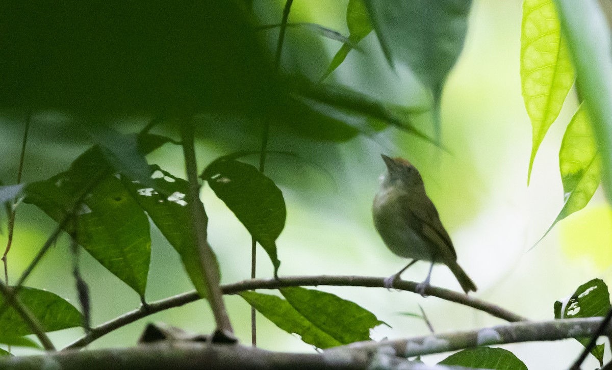 Tawny-crowned Greenlet (Rufous-fronted) - ML541104961