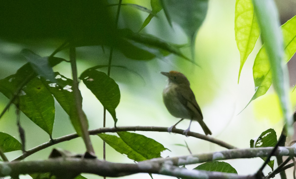 Tawny-crowned Greenlet (Rufous-fronted) - ML541104971