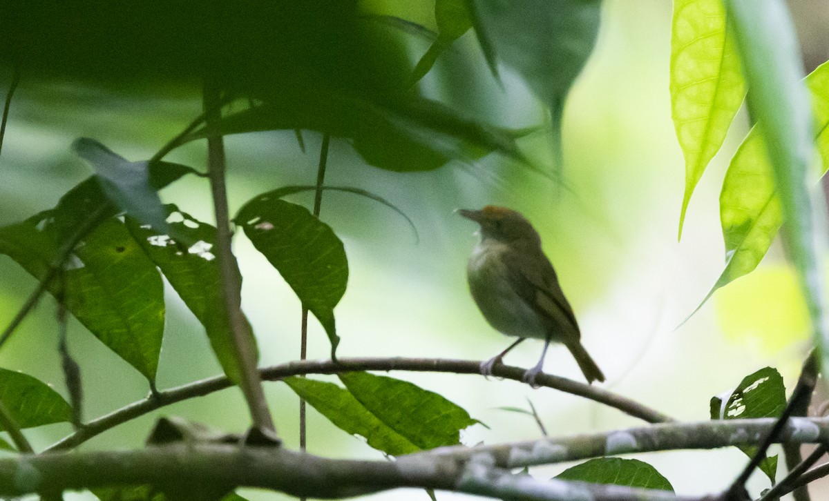 Tawny-crowned Greenlet (Rufous-fronted) - ML541104981