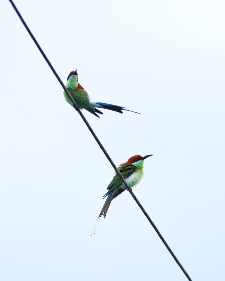 Rufous-crowned Bee-eater - ML541107561