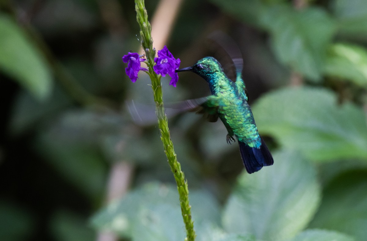 Blue-tailed Emerald - ML541107991