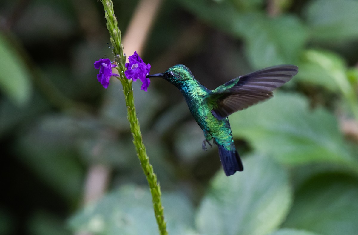 Blue-tailed Emerald - ML541108001