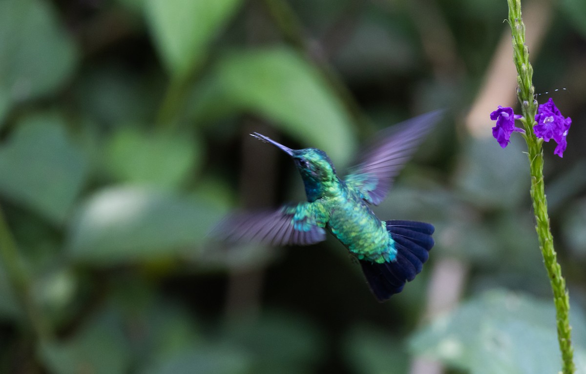 Blue-tailed Emerald - ML541108031
