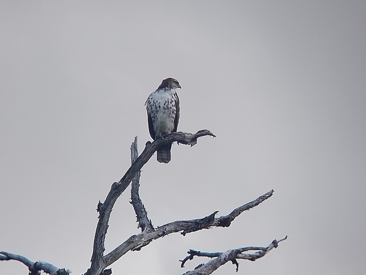 Rufous-tailed Hawk - Gerónimo Cutolo