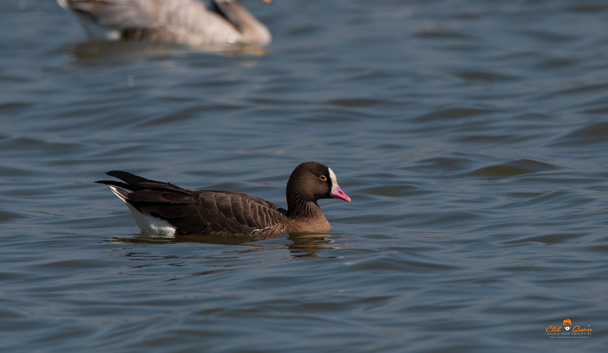 Lesser White-fronted Goose - ML541111881