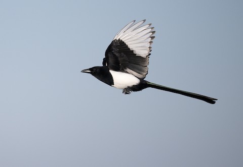 Eurasian Magpie - eBird