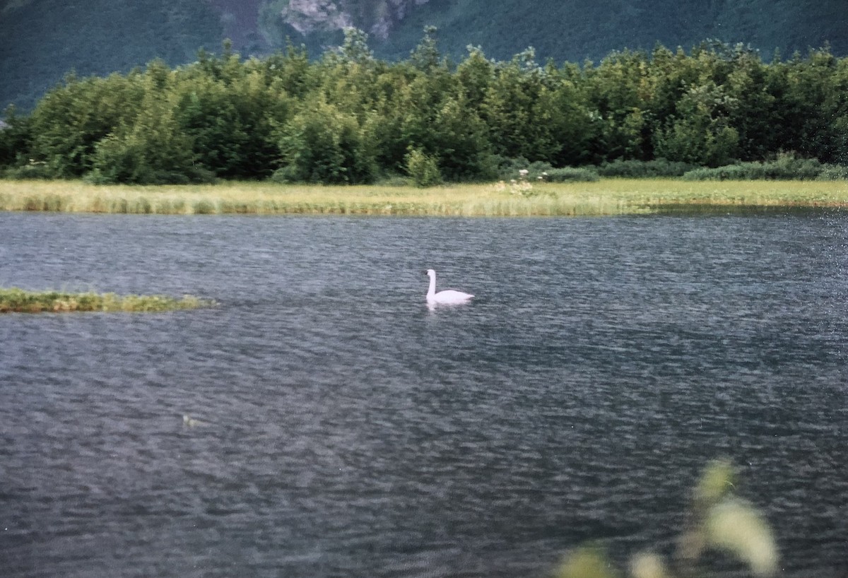 Tundra Swan - ML541113931