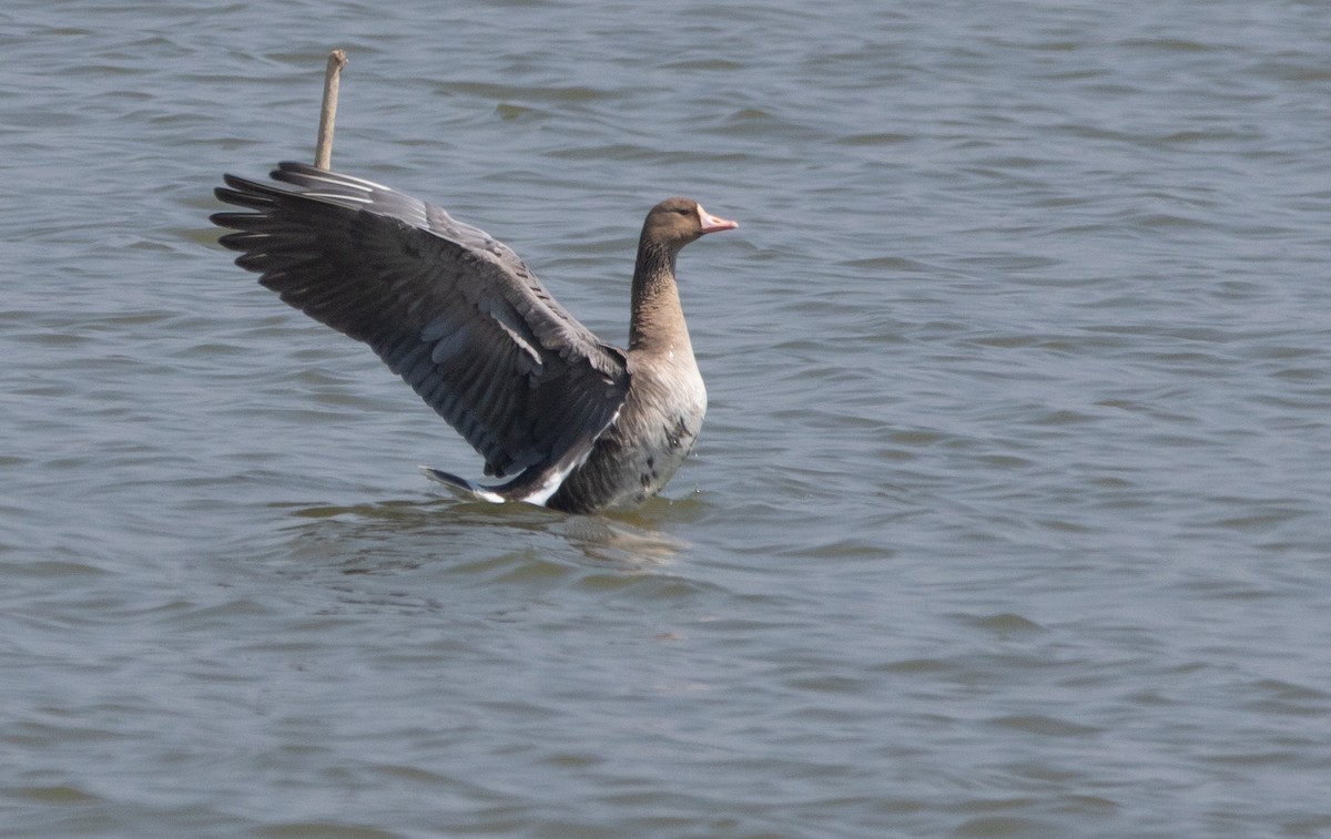 Greater White-fronted Goose - ML541114031