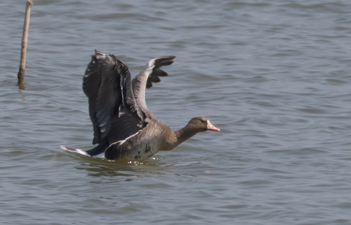 Greater White-fronted Goose - Sathyan Meppayur