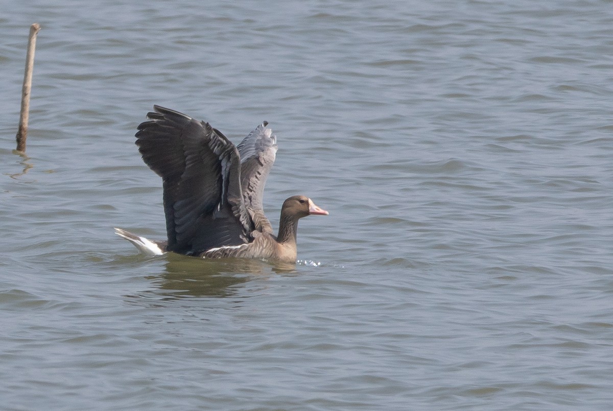 Greater White-fronted Goose - ML541114051