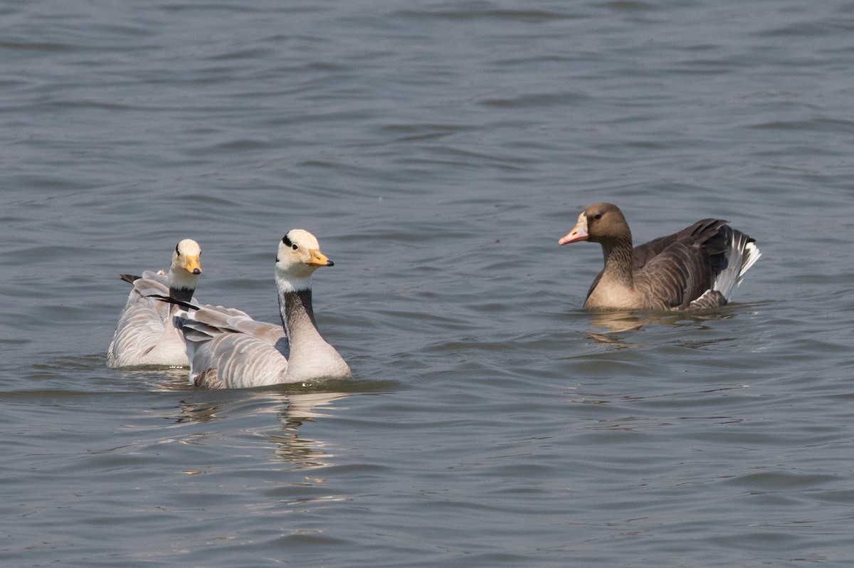 Greater White-fronted Goose - ML541114081