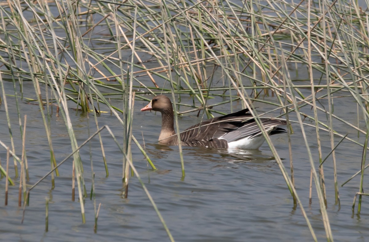 Greater White-fronted Goose - ML541114091