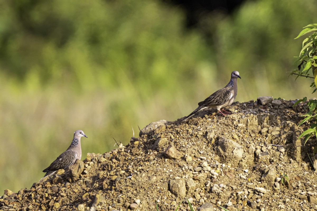 Spotted Dove - ML541115401