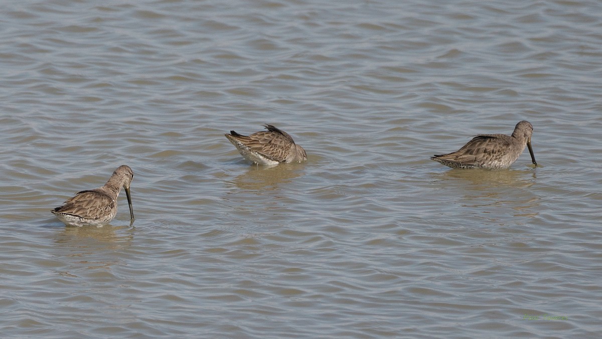 Long-billed Dowitcher - ML541116811