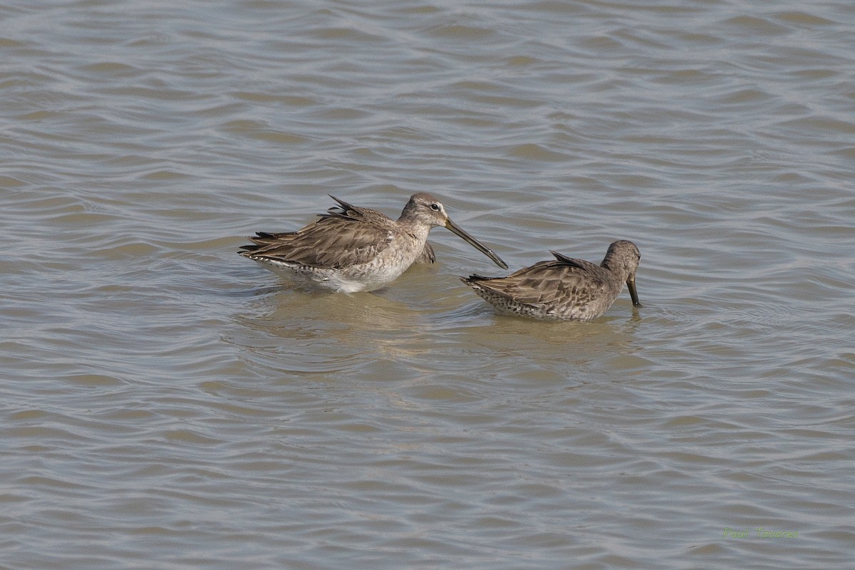 Long-billed Dowitcher - ML541116821