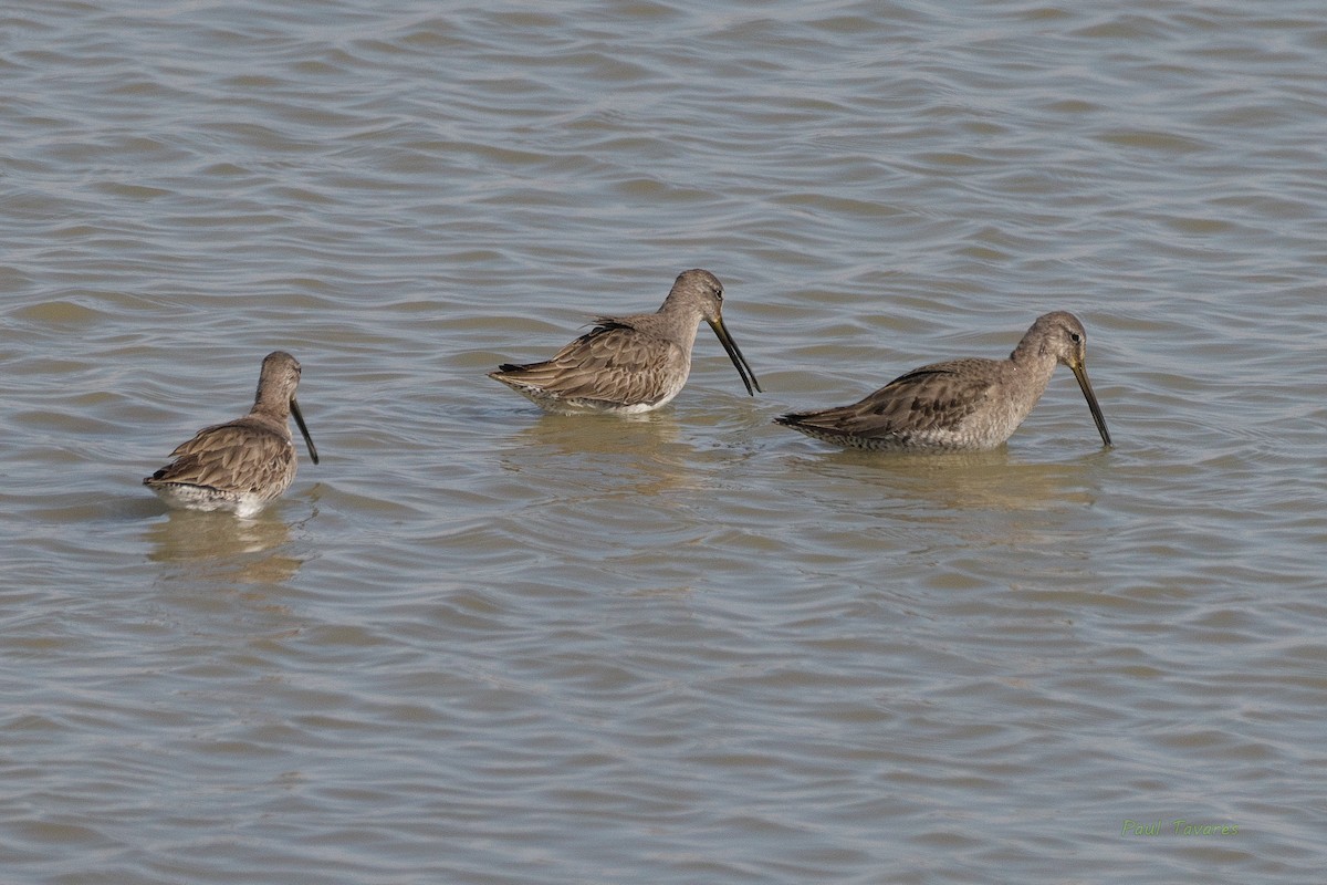 Long-billed Dowitcher - ML541116831