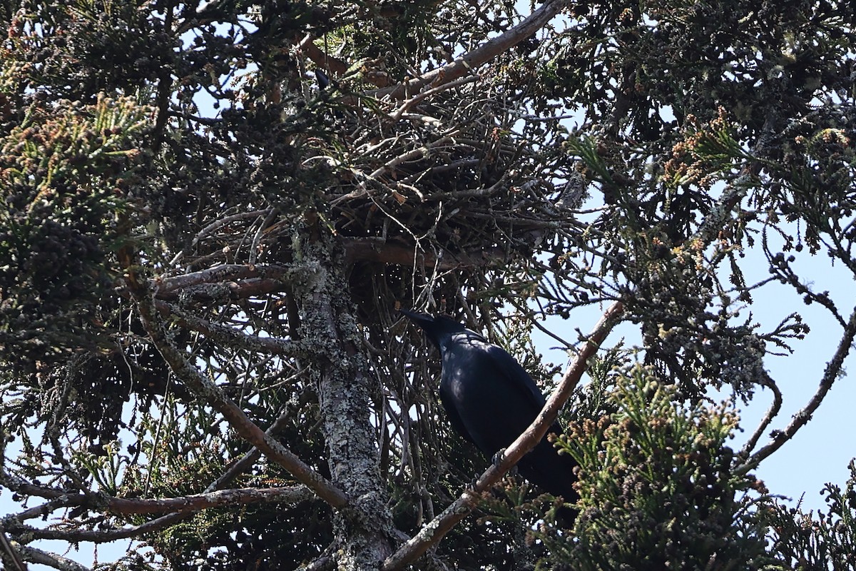 Large-billed Crow - ML541122071