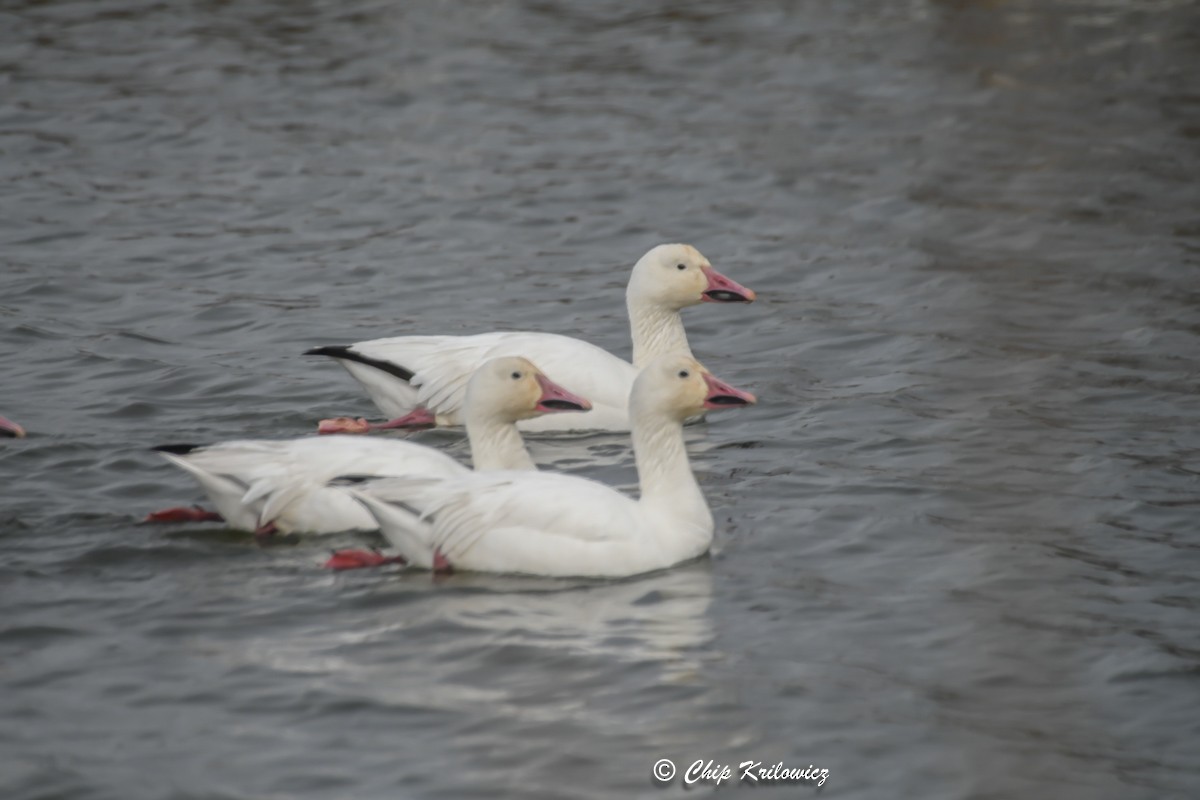 EBird Checklist - 1 Mar 2023 - Edwin B. Forsythe NWR--Wildlife Drive (8 ...