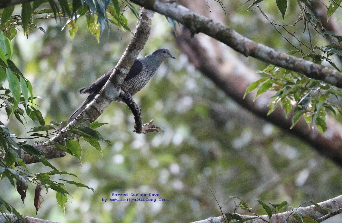Barred Cuckoo-Dove - ML541127811