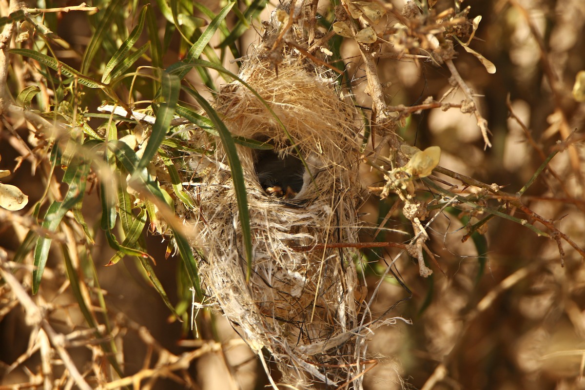 Palestine Sunbird (Palestine) - ML541130311