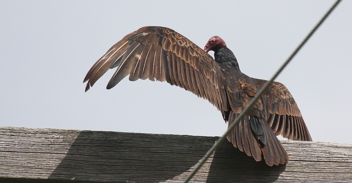 Turkey Vulture - Nick Anich