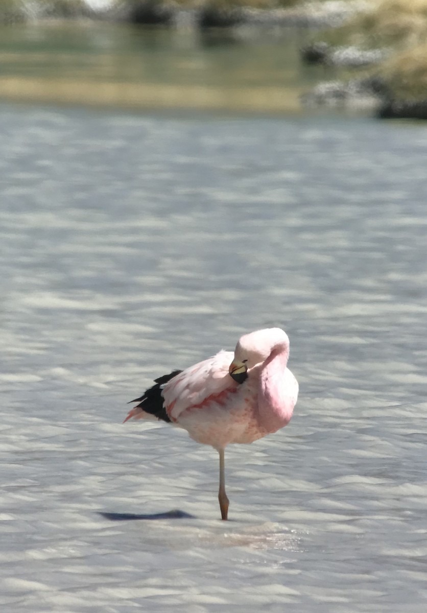Andean Flamingo - ML541138101