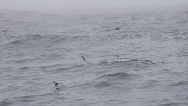 黃蹼洋海燕 - ML541138161