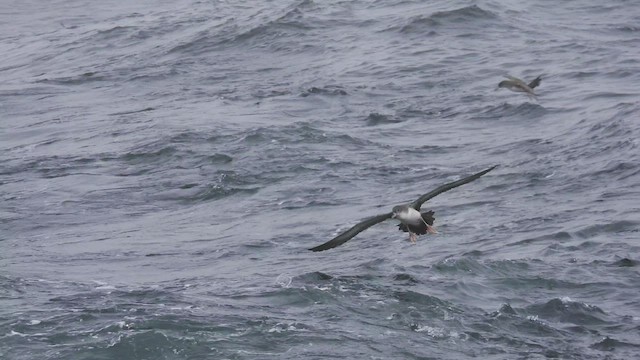 Pink-footed Shearwater - ML541138321