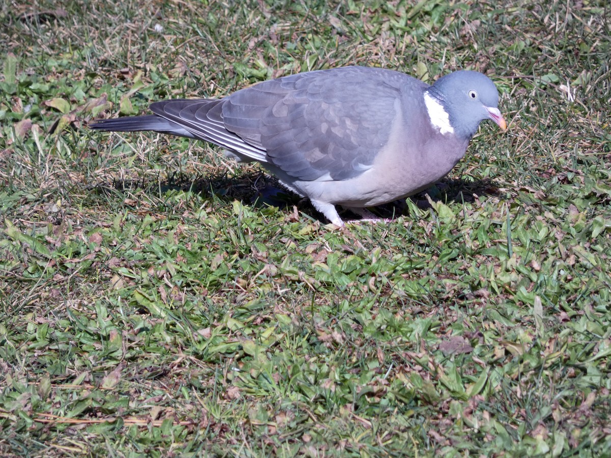 Common Wood-Pigeon - ML541138621