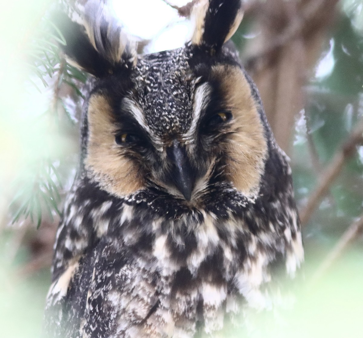 Long-eared Owl - ML541140621