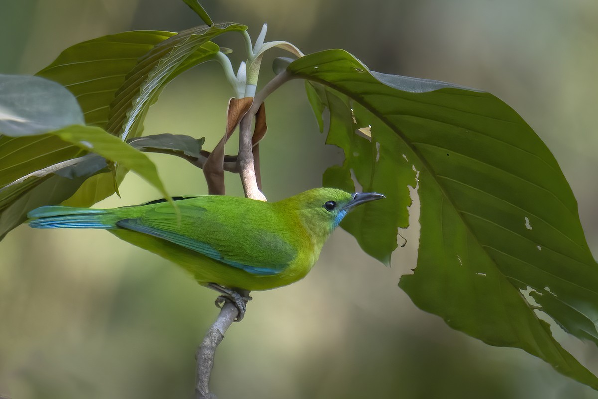 Blue-winged Leafbird - Parthasarathi Chakrabarti