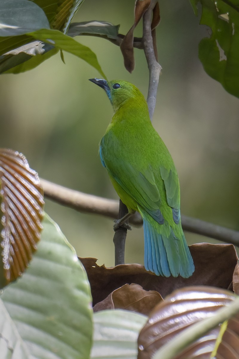 Blue-winged Leafbird - ML541142171
