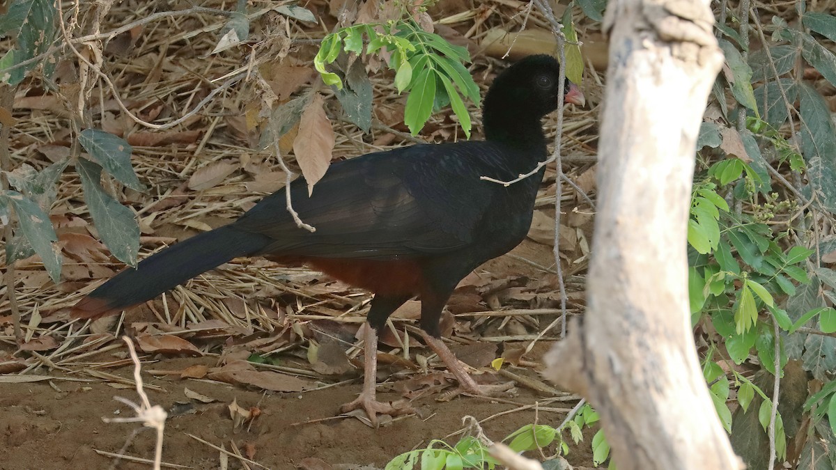 Crestless Curassow - Gary and Jan Small
