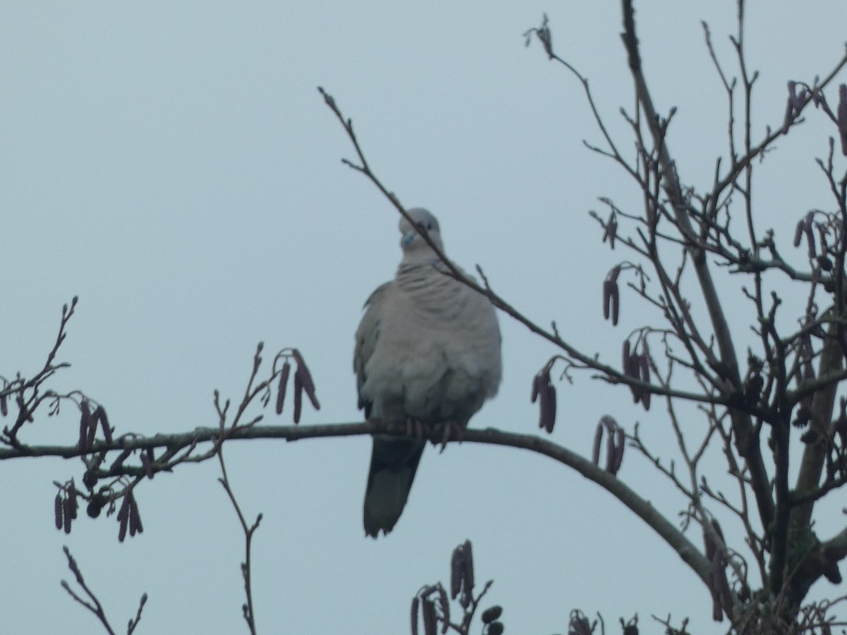 Eurasian Collared-Dove - ML541147031